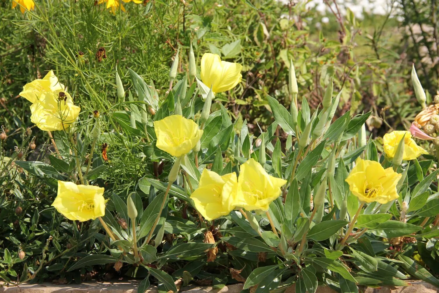 Энотера цветок фото и описание. Энотера бесстебельная. Oenothera macrocarpa. Энотера миссурийская. Энотера лимонная.