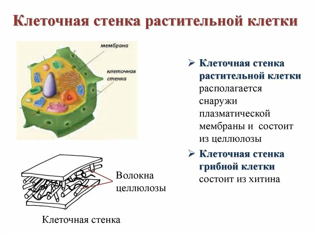 Стенка растительной клетки состоит из