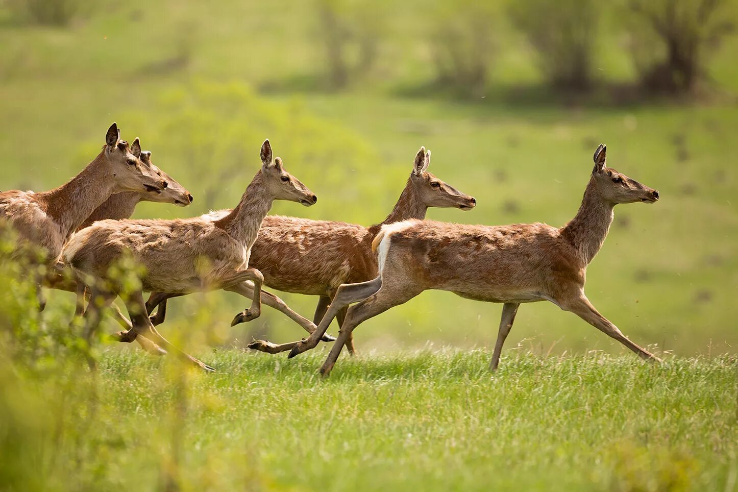 Природный парк олений липецкая область. Олений парк краснинский район. Олений парк липецкая область. Олений парк липецкая область. Олений парк липецкая область.