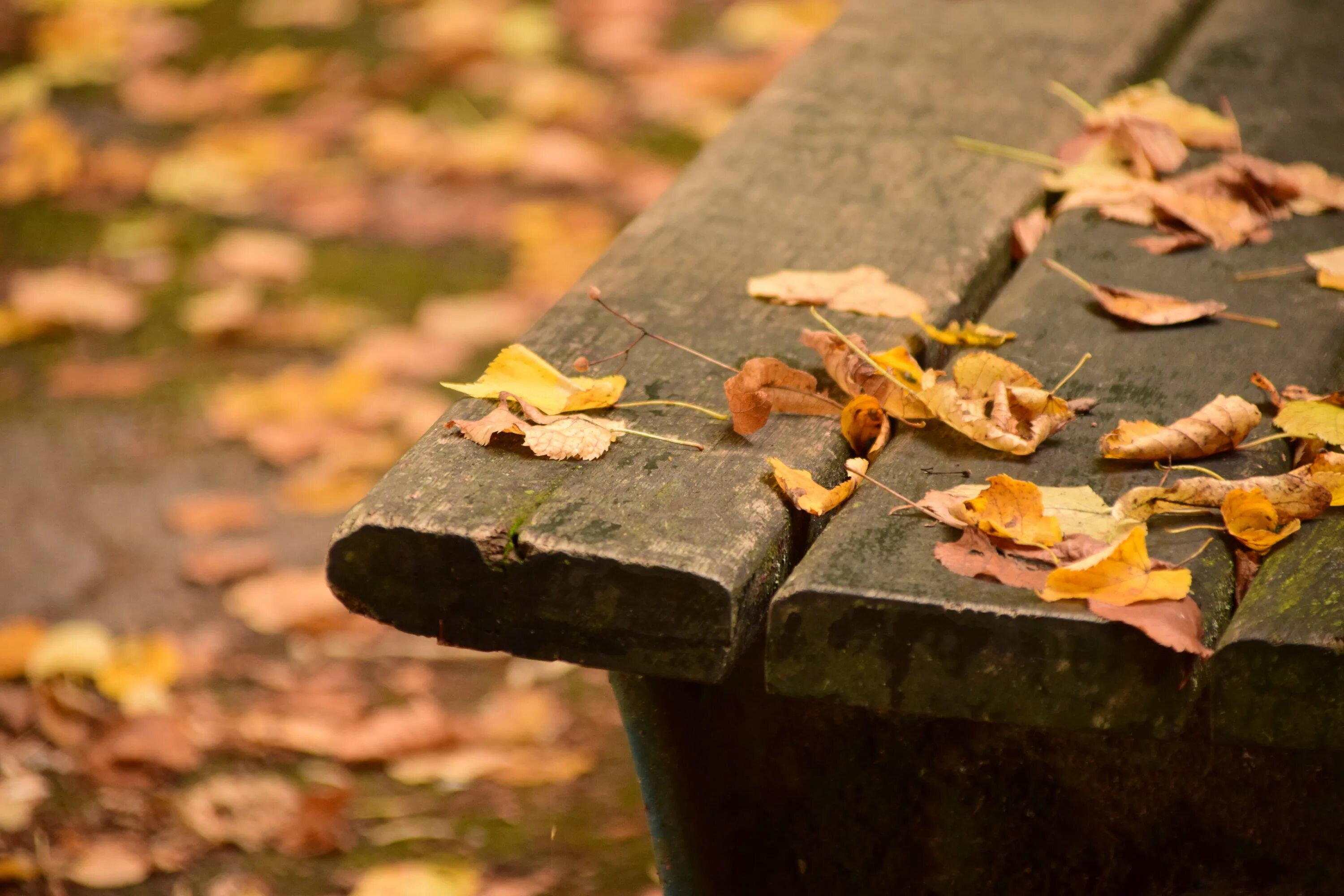 Размышления осени. Осенние раздумья. Осенние размышления. Осенние листья на скамейке. На скамье осенний листок.