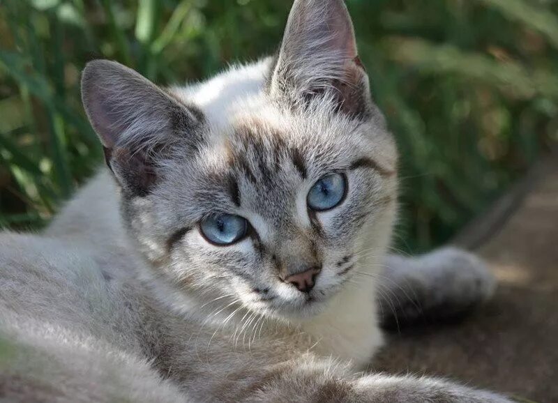 Порода серой кошки с серыми глазами. Охос азулес кошка. Порода Охос азулес. Охос азулес Алтайская. Охар Азалес порода кошек.