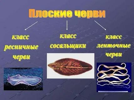 Пол плоских червей