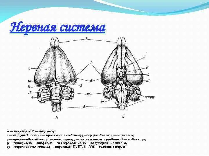 Головной мозг птицы схема. Головной мозг птицы вид сверху. Отделы мозга птиц. Головной мозг птицы сбоку.