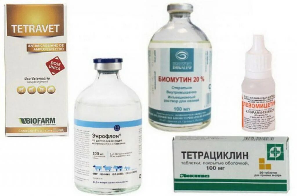 Микоплазма симптомы и лечение