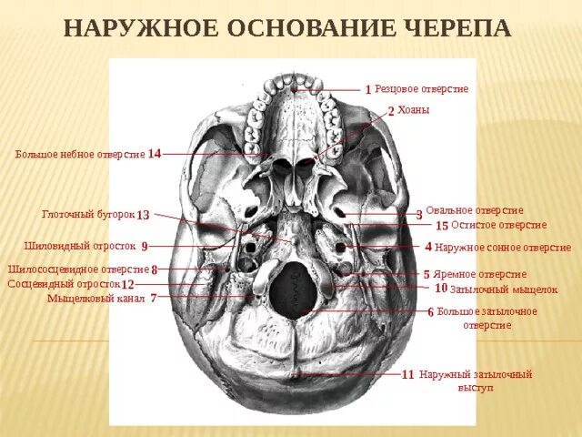 Наружное основание черепа строение. Хоаны наружное основание черепа. Хоаны анатомия черепа. Основание черепа анатомия спереди. В полости черепа расположен