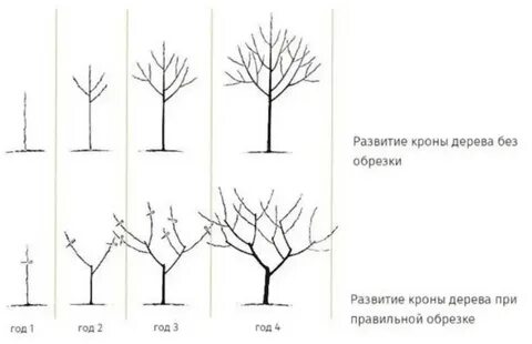 Весенние обрезка