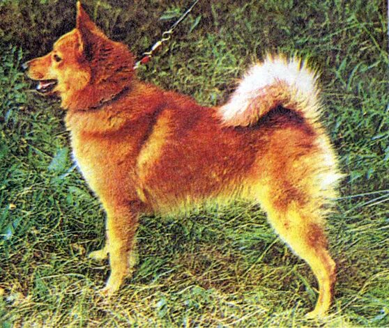 Сибирский хаски коричневый. Лайка красного цвета. Сиба ину и карело-финская лайка. Красная хаски. Канадская эскимосская собака.