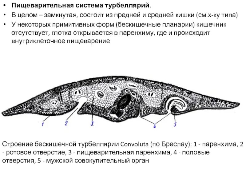Система ресничных червей. Ресничные черви строение пищеварительной системы. Пищеварительная система плоского червя. Класс Ресничные черви пищеварительная система. Пищеварение ресничных червей.