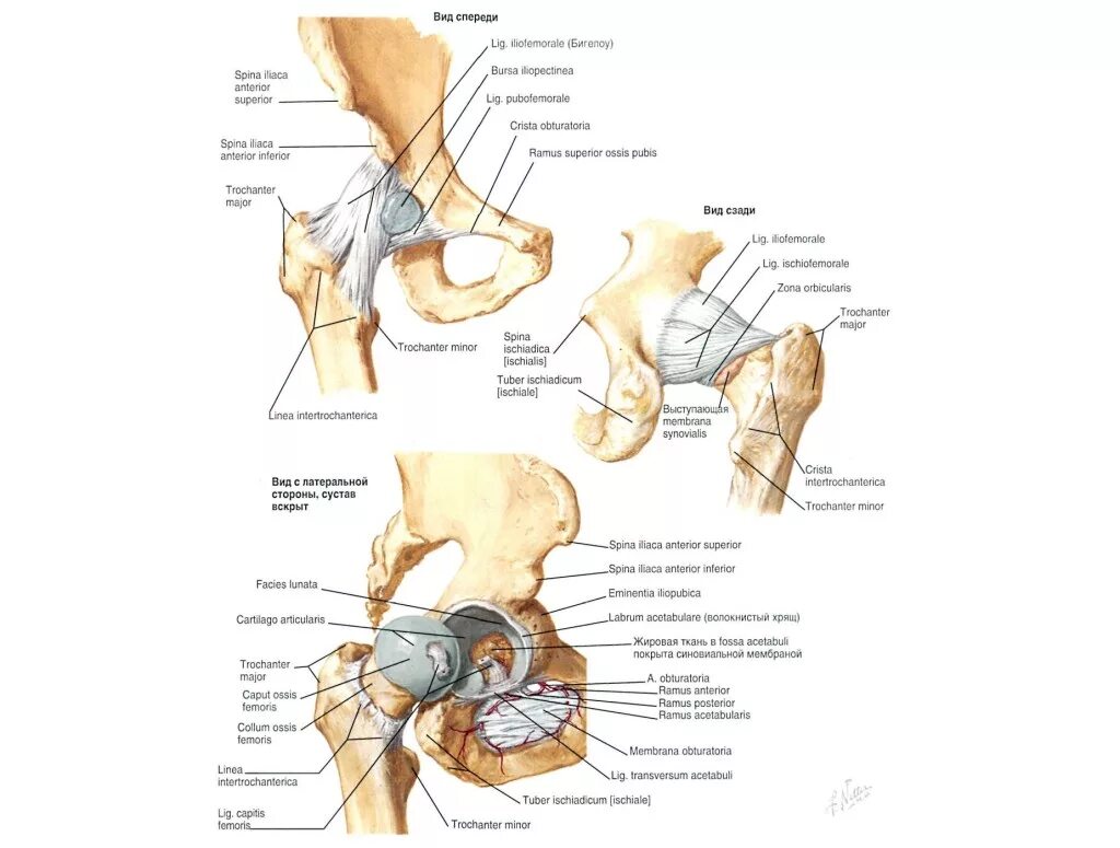 Анатомическая структура тазобедренного сустава. Строение тазобедренного сустава человека схема. Тазобедренный сустав строение анатомия человека. Схема связок тазобедренного сустава. Правый бедренный сустав