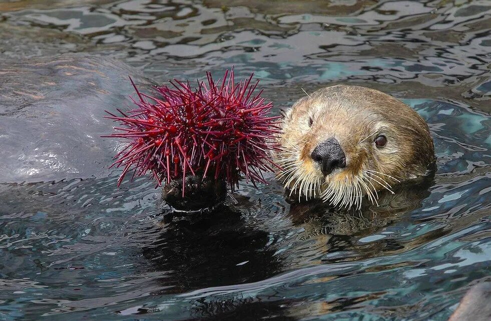 Еж выдра. Калан и морской еж. sea otter морской еж. калан ест морского ежа. морская выдра ест морского ежа.