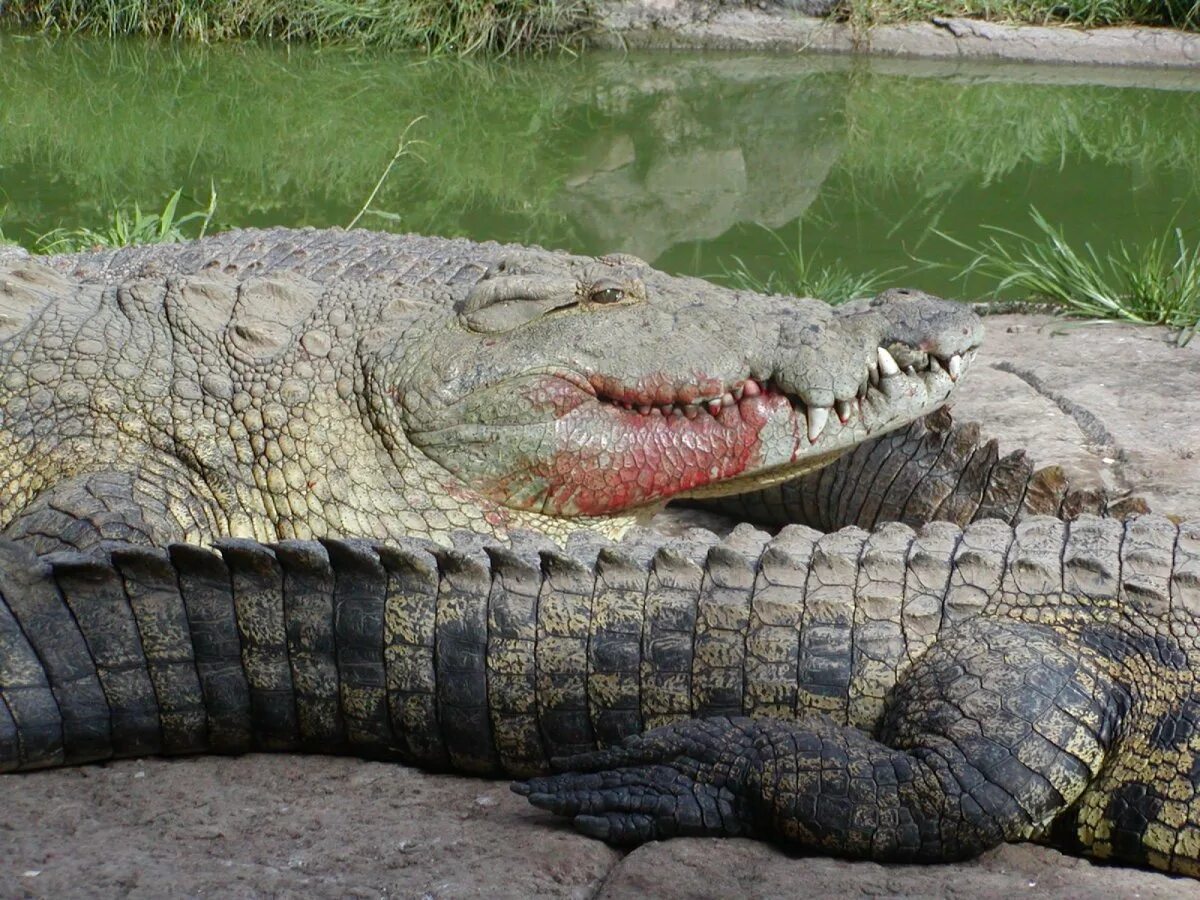 Крокодилы Замбези. Малагасийский Нильский крокодил.