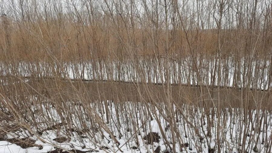 Ледоход на Томи 2023 в Кемерово. Томь Кемерово высохла. Томь под снегом Кемерово. Апрель Кемерово погода фото.