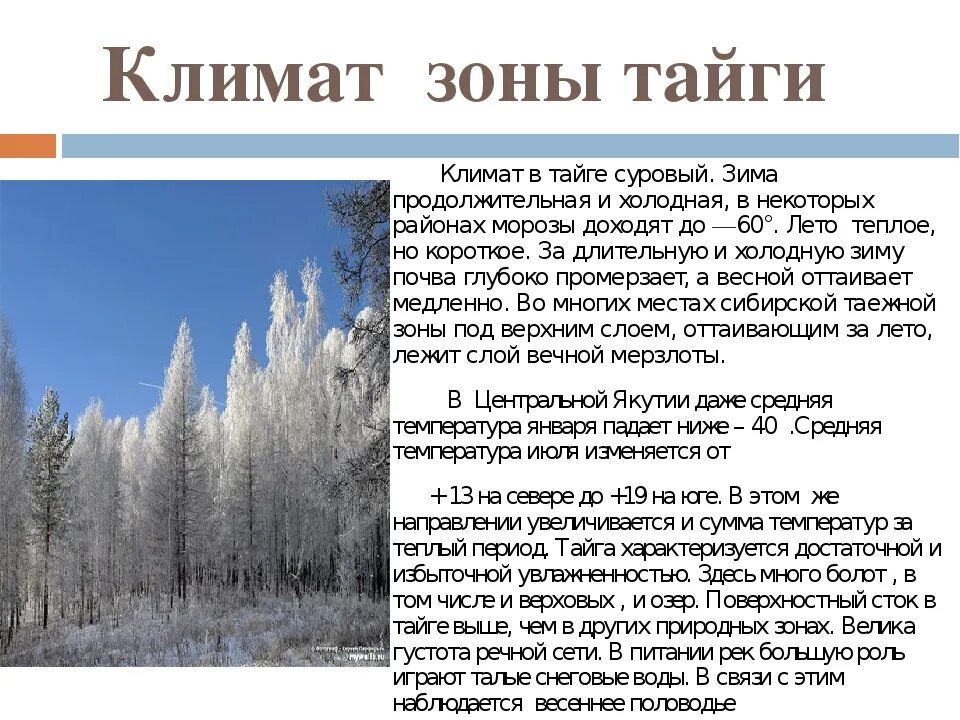 В каких городах россии теплые зимы. Зона тайги климат. Тайга природная зона климат. Тайга климатические условия природной зоны. Климат тайги в России.