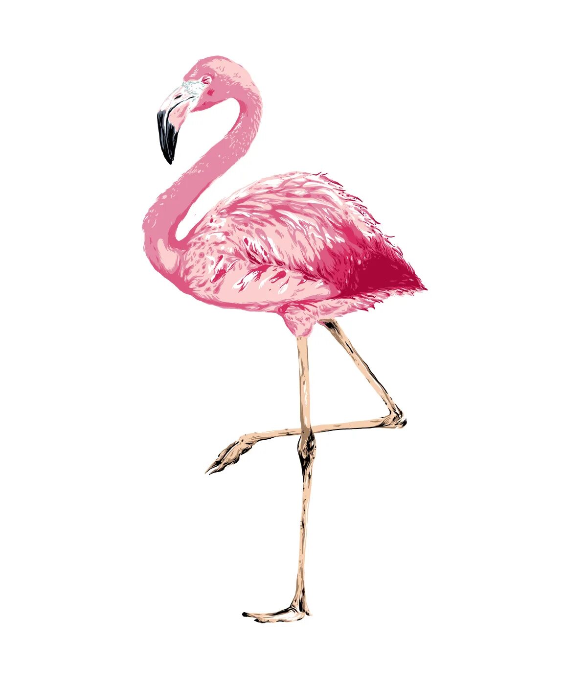 Фламинго карандашом. Фламинго на белом фоне. Фламинго рисунок. Нарисовать Фламинго. Фломинго