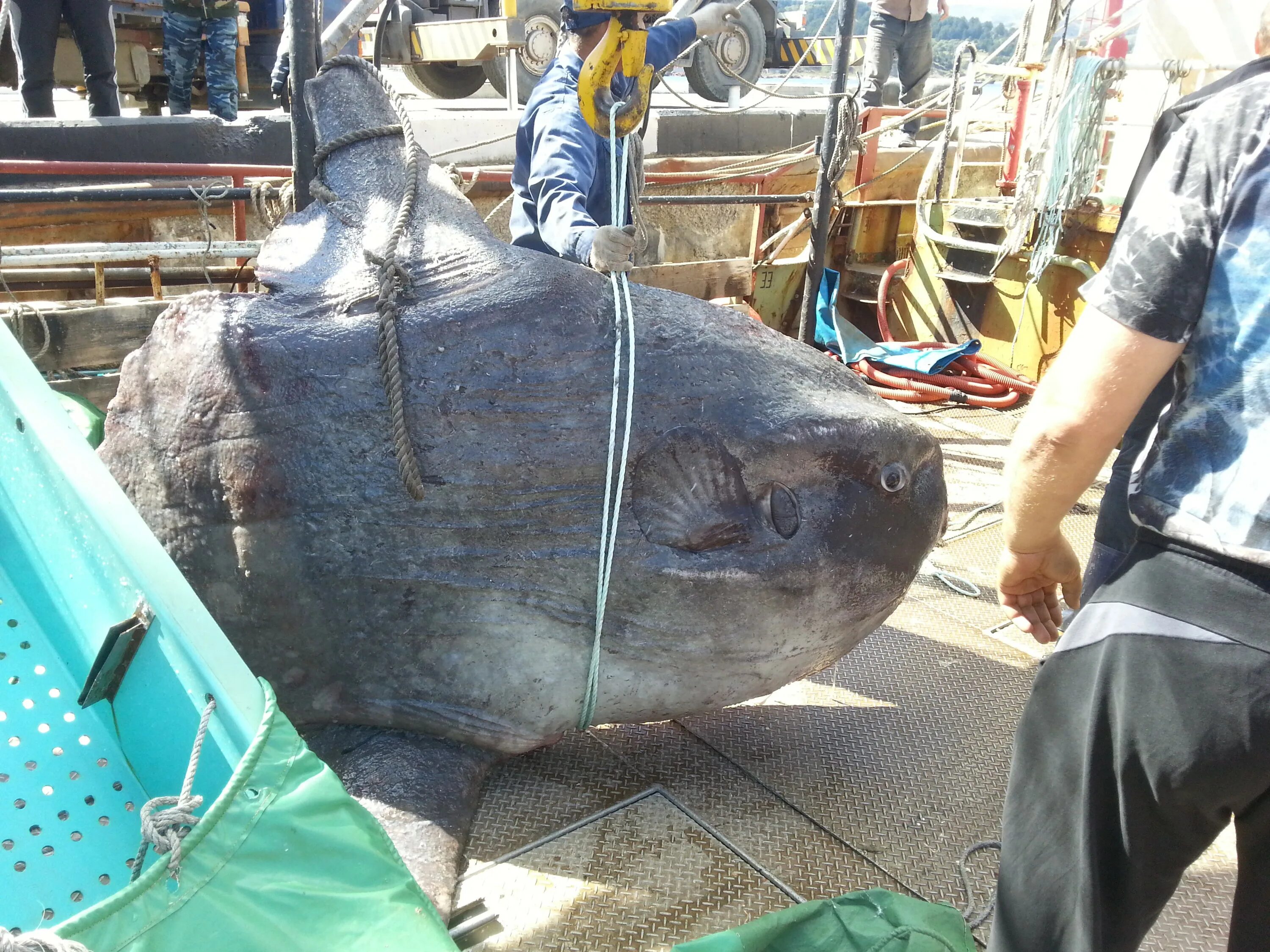 Обыкновенная Луна-рыба Mola Mola. Рыба Луна гигант. Рыба Луна вес. Самая большая рыба Луна.