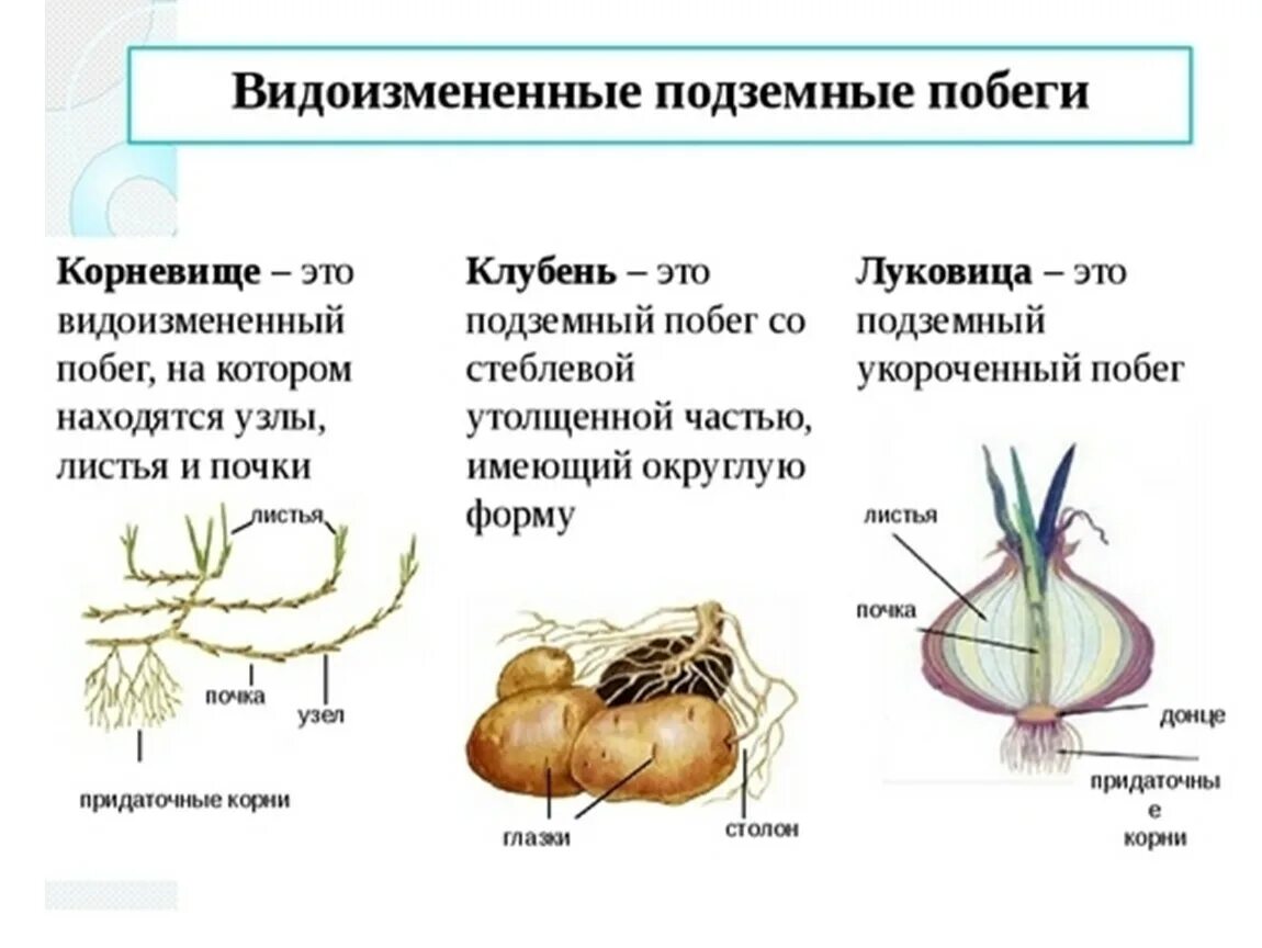 Клубни корневища луковицы лабораторная работа. Надземные видоизмененные побеги строение. Видоизменения побегов надземные и подземные схема. Подземные видоизменения побегов корневище клубень и луковица. Видоизмененные побеги 6 кл. Клубень.