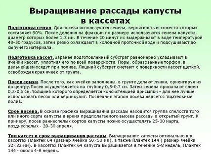 Сроки посадки семян капусты на рассаду