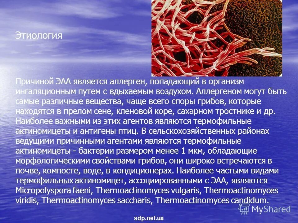 Что является аллергеном