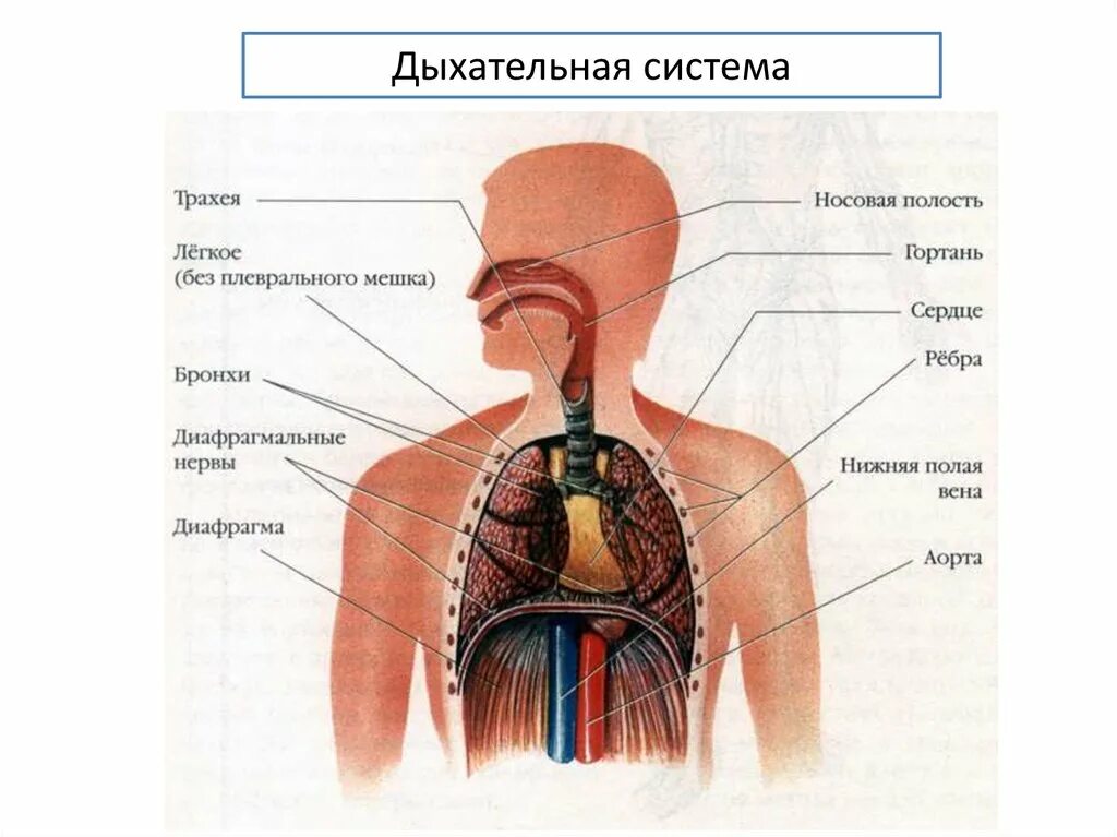 Воздух из гортани попадает в. Дыхательная система. Как проходит воздух в легкие. Дыхательная система человека гортань. Путь прохождения воздуха в дыхательной системе.