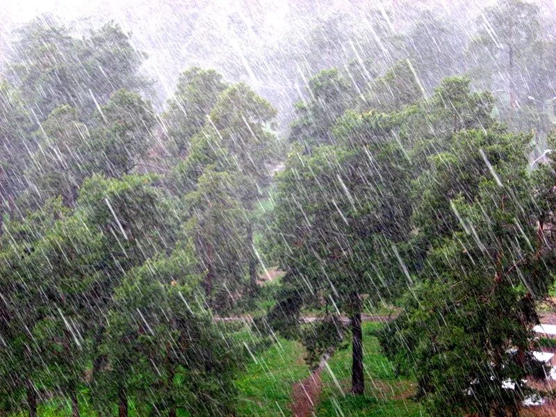Жаңбырлы ғұмыр 13. Косой дождь. Явления природы дождь. Сильный дождь в лесу. Ливневые дожди.