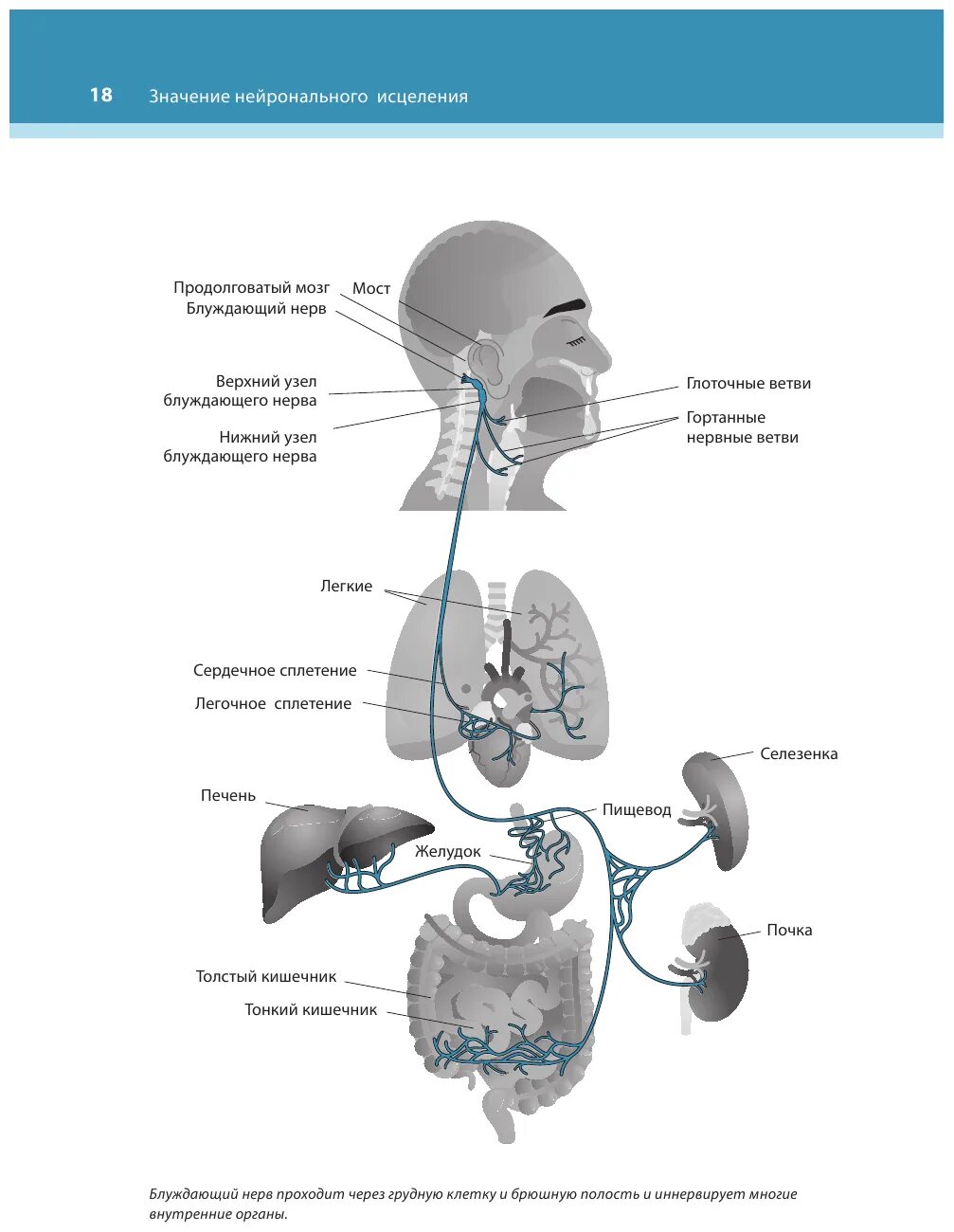 Книга тело мозг. Блуждающий нерв. Активация блуждающего нерва. Схема блуждающего нерва. Где проходит блуждающий нерв.