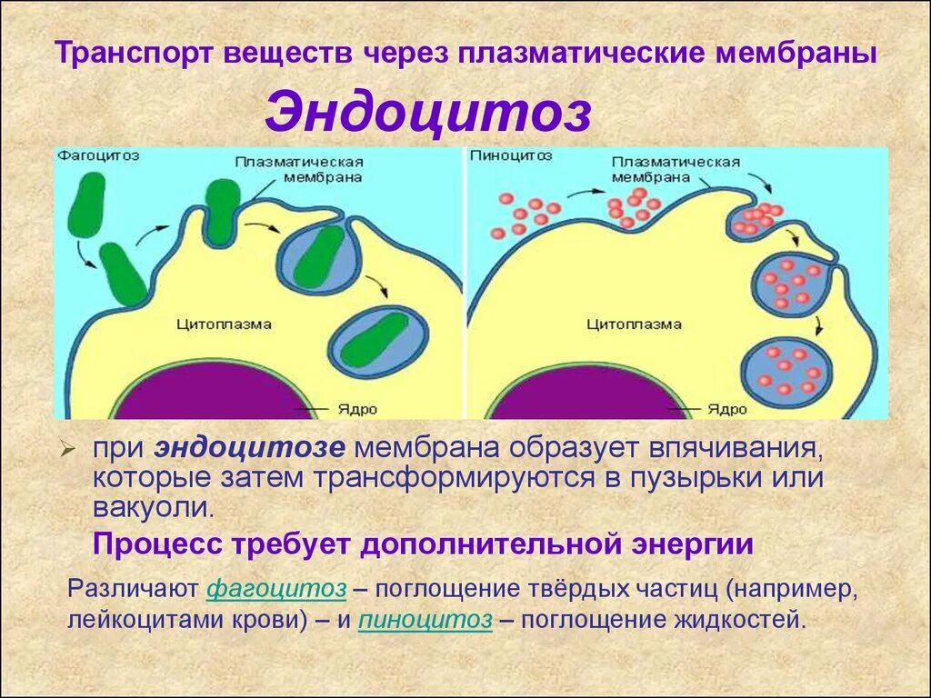 Лизосомы транспорт веществ. Клеточная мембрана эндоцитоз. Плазматическая мембрана эндоцитоз. Транспорт веществ через плазматическую мембрану. Плазматическая мембрана транспорт.