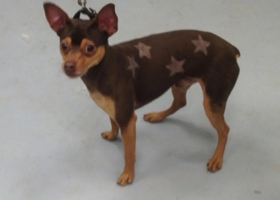 Русский той терьер длинношерстный стрижка. Как подстричь той терьера. Стрижка русский той длинношерстный. Как подстричь той терьера. Подстричь чихуахуа гладкошерстные.