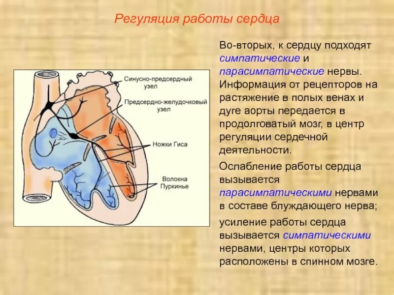 Сердечный центр где находится. Нервные центры регуляции сердечной деятельности. нервные механизмы регуляции деятельности сердца. строение нервов сердца. регуляция деятельности сердца и сосудов.