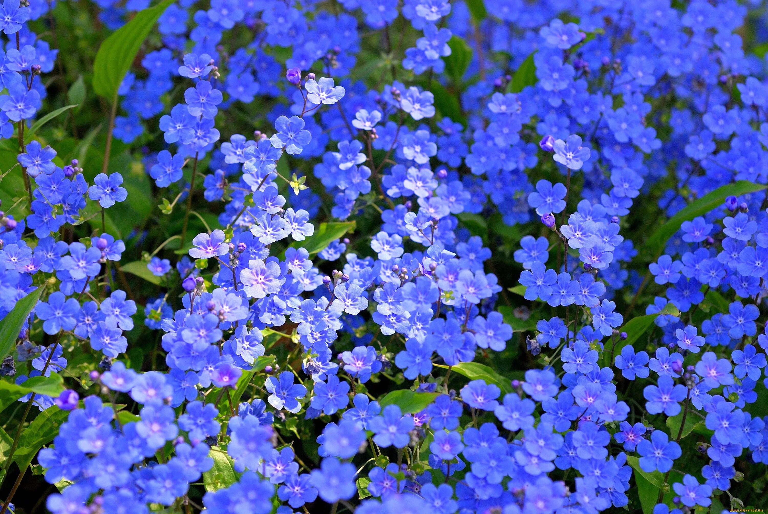 Маленькие незабудки. Незабудка Полевая (Myosotis arvensis). Незабудка стелющаяся многолетняя. Незабудка Myosóti Roggli. Незабудка мелкоцветковая.