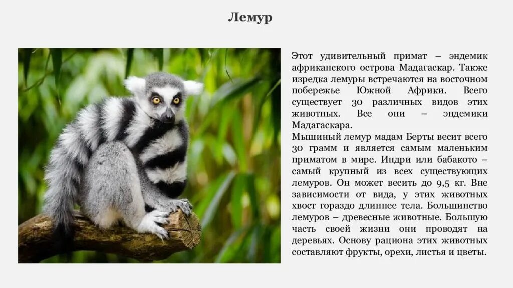 Какое животное является эндемиком. Эндемики африки. эндемики африки презентация. эндемик африки животное. редкие эндемики африки.
