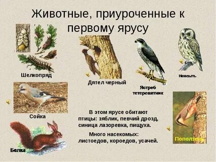 На каких деревьях обитают