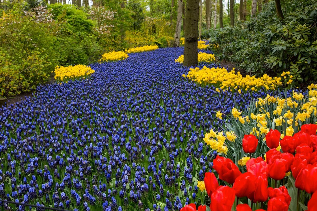 цветы лопатино