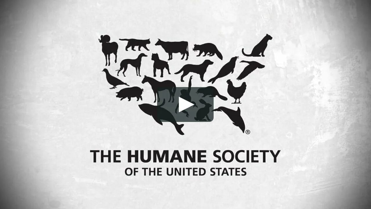 Human society. Общество защиты животных Соединённых Штатов. Humane Society. "The Humane Society of Canada"+"Toronto Humane Society". Общество по защите прав животных США.