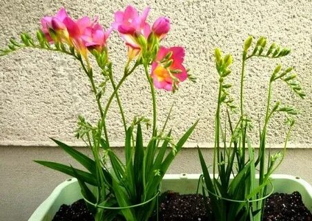 Фрезия как выращивать