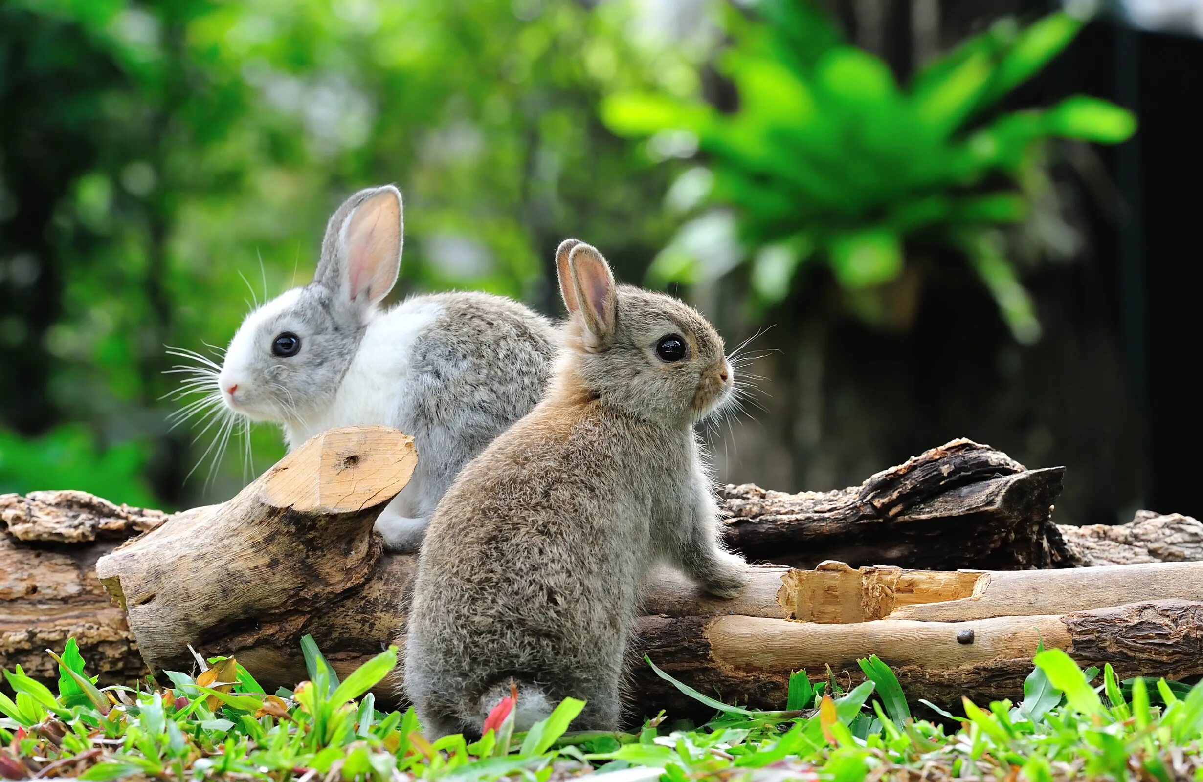 Летняя жизнь животных. Зайчата в лесу. Природа и животные. Кролики в природе. Зайчик.