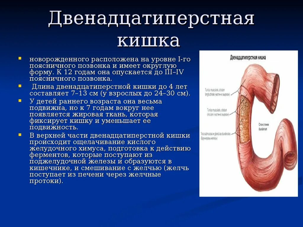 Выполняемые функции двенадцатиперстной кишки. Луковица 12 перстной кишки анатомия. Стенки 12 перстной кишки анатомия. Части 12 перстной кишки анатомия. Строение 12 перстной кишки анатомия.