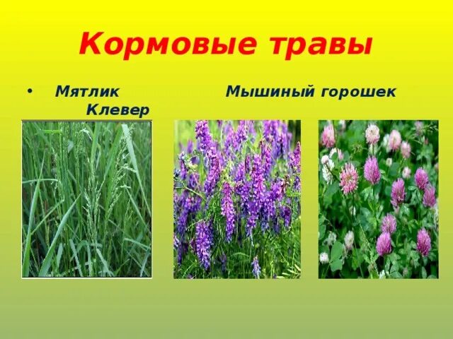 Окружающий мир тест на тему жизнь луга. Окружающий мир тест на тему жизнь луга