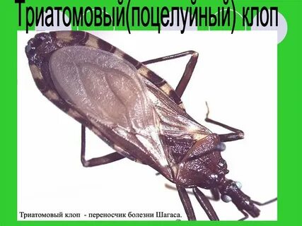 Крылья клопов