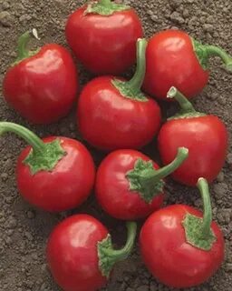 Pepper time
