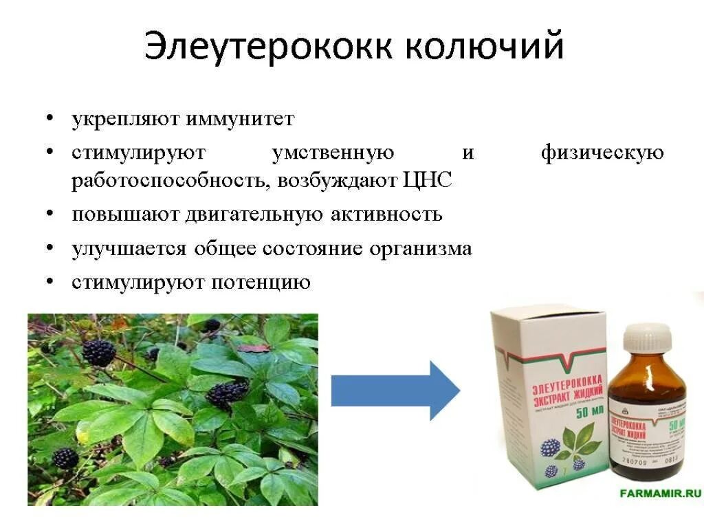 Растительные препараты применение. Лекарственные средства из растений. Вещества в лекарственных растениях. Лекарственные растительные препараты. Элеутерококк лекарственное растение.