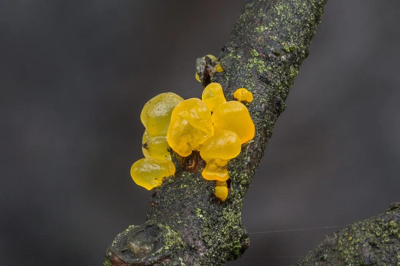 Дрожалка листоватая Tremella foliacea. Дрожалка оранжевая гриб. Дрожалка оранжевая (Tremella mesenterica). Дрожалка оранжевая съедобный гриб.