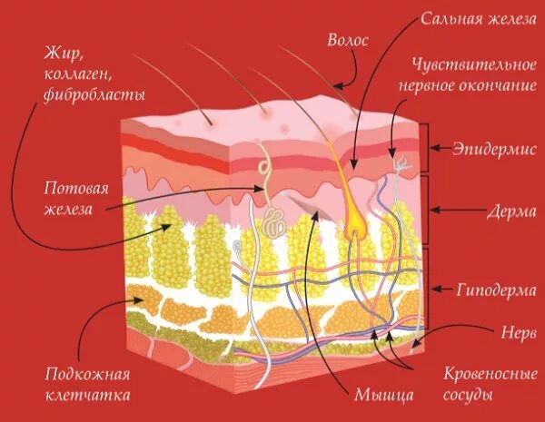 Какие структуры у млекопитающих являются эпидермисом. Строение кожи. кожа анатомия. кожа млекопитающих. строение кожи млекопитающих.