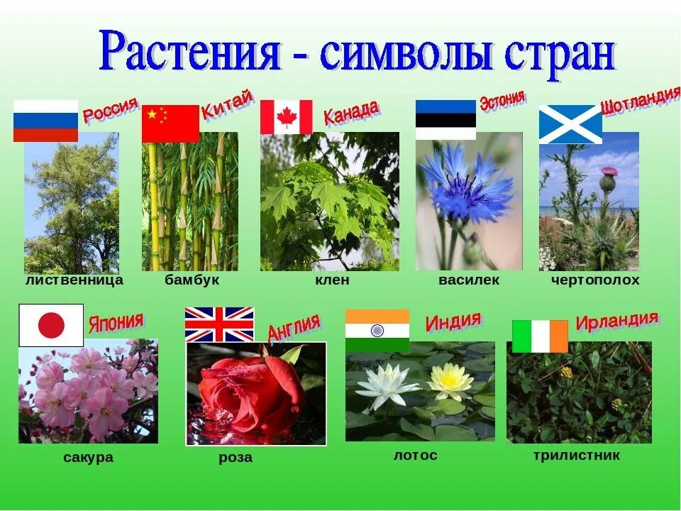 Какие есть символы стран. Растения символы разных стран. Символ растения. Цветы символы стран. Символы растений других стран.