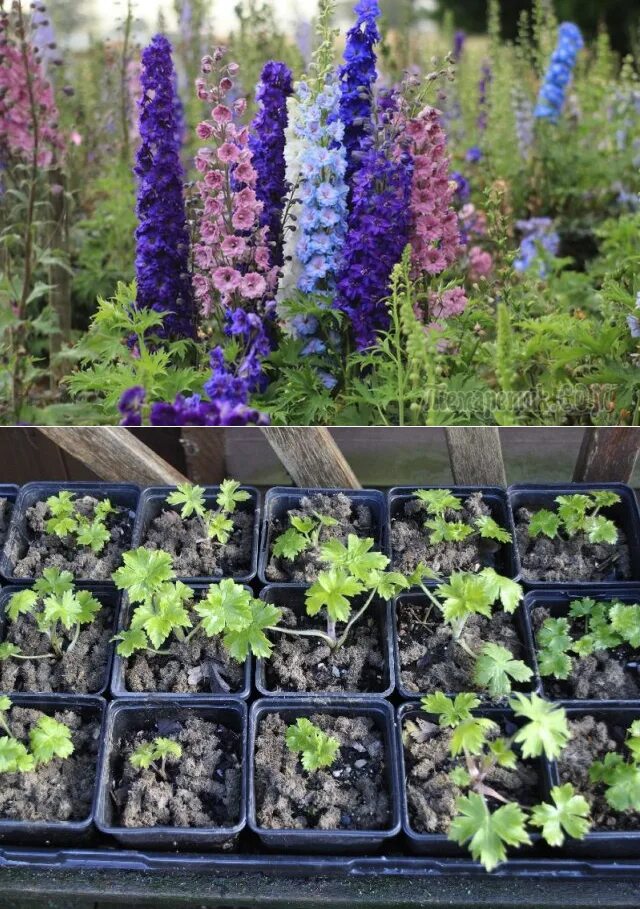 Как посеять дельфиниум. Дельфиниум посев на рассаду. Дельфиниум первые всходы. Дельфиниум многолетний сеянцы. Дельфиниум посадка семенами на рассаду.