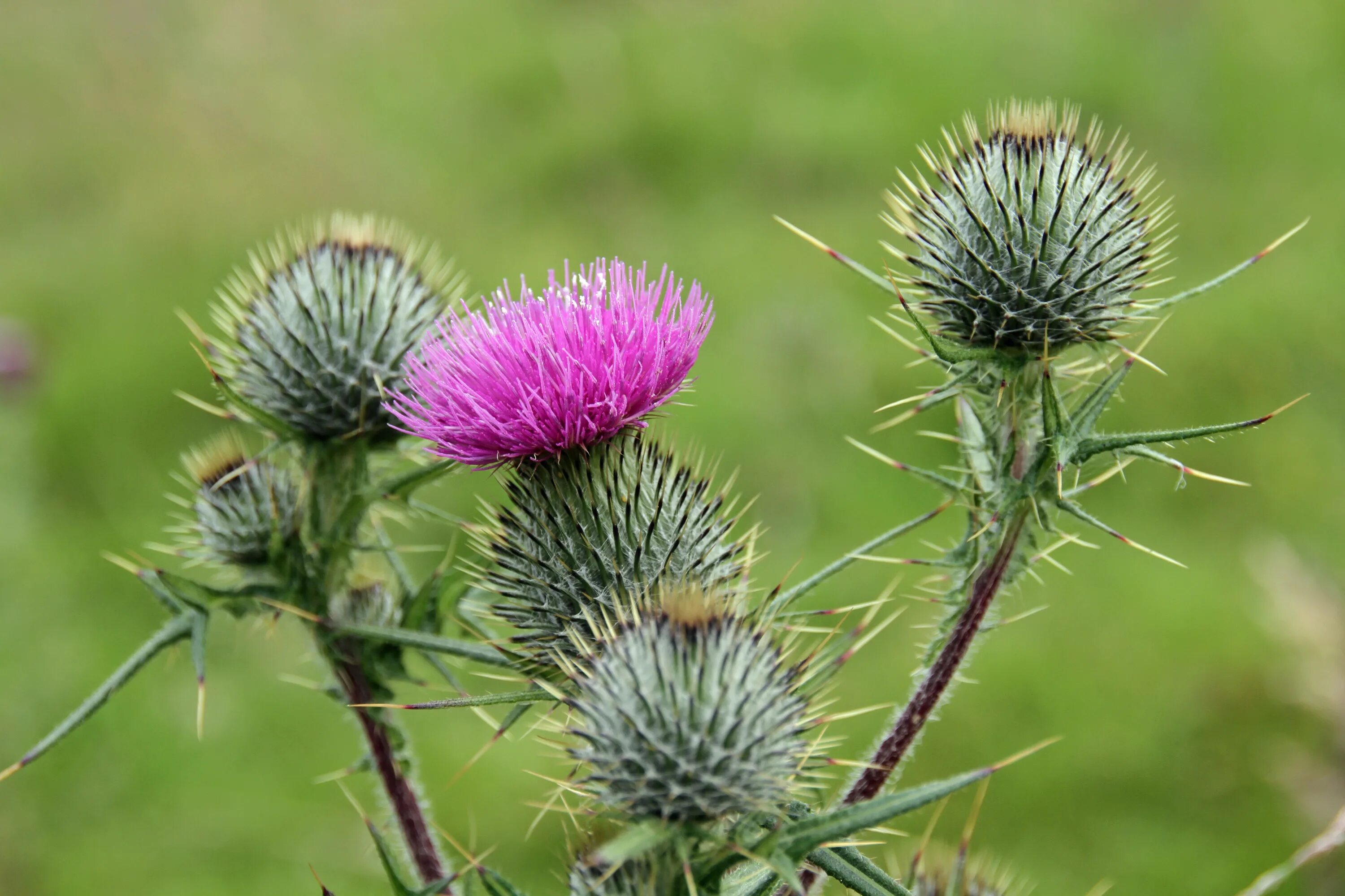 Scotland plants