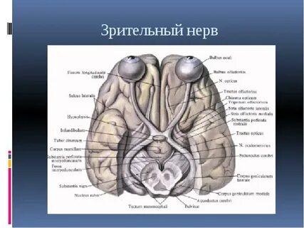 Черепные нервы глазные