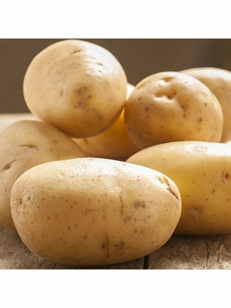 Картофель Коломбо. Семена картофеля. Коломбо картофель характеристика. Картофель семенной Коломбо описание.