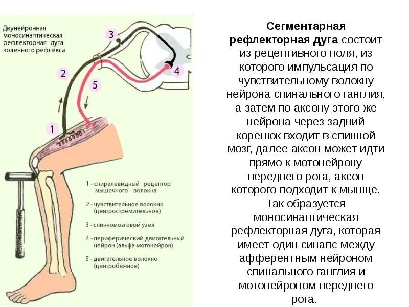 Лабораторная работа рефлекс. Рефлексная дуга коленного рефлекса. Основные части рефлекторной дуги коленного рефлекса. Коленный рефлекс корешок. Коленный рефлекс рефлекторная дуга схема физиология.