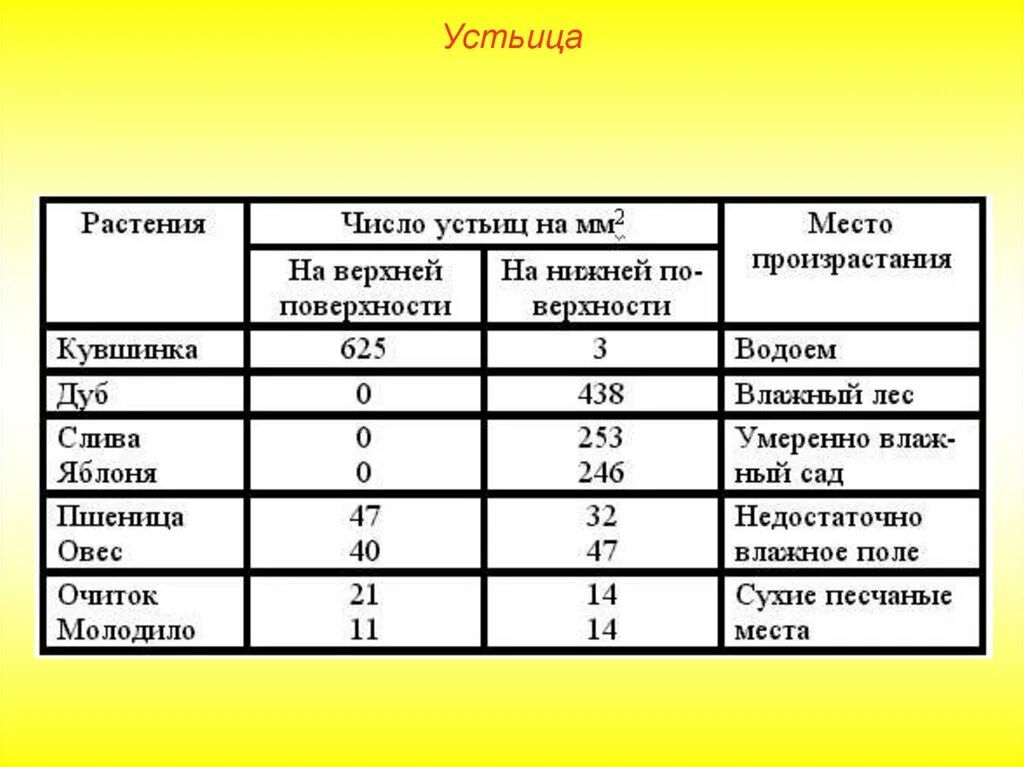 Количество устьиц на листе. Число устьиц на листе. место произрастания растений число устьиц. таблица число устьиц. число устьиц на 1 мм листа.