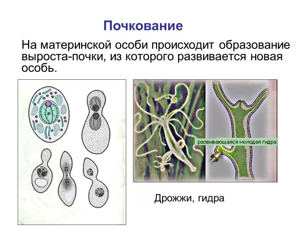 Бинарное деление гидра. Размножение дрожжей и гидры. Почкование это в биологии 6 класс. Почкование дрожжей и гидры. Деление клетки гидры